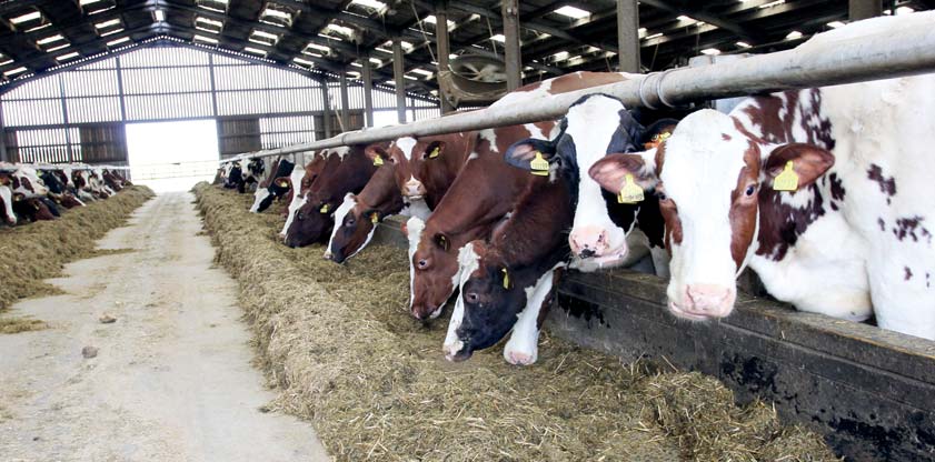 Cows feeding on silage at the feed barrier