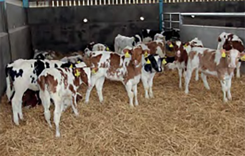 Calves born on Alistair Logan's farm
