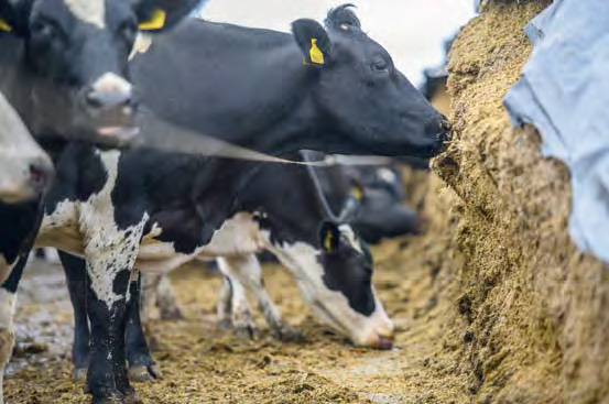 Cows at Bisterne Farm feeding on silage