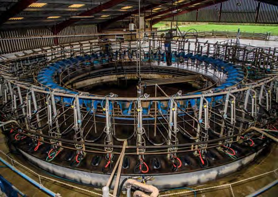 The 50-point rotary milking parlour at Bisterne Farm