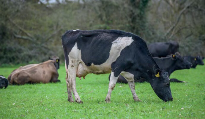 Cows grazing at Bisterne Farm