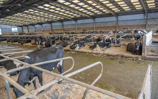 The cow cubicles at Bisterne Farm