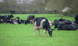 Crossbred cows at Bisterne Farms