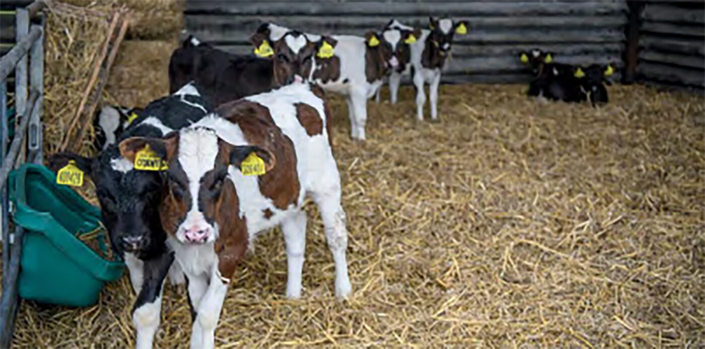Calves at Bisterne Farm