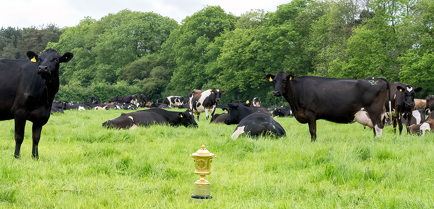 Cows grazing in a field with the Gold Cup on the grass in front of them