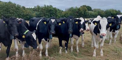 Heifers at Harper Adams University Farm, winners of the NMR/RABDF Gold Cup