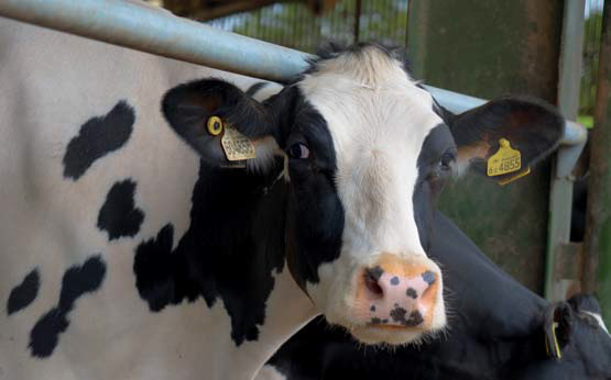 A calm and docile cow at Harper Adams College Farm