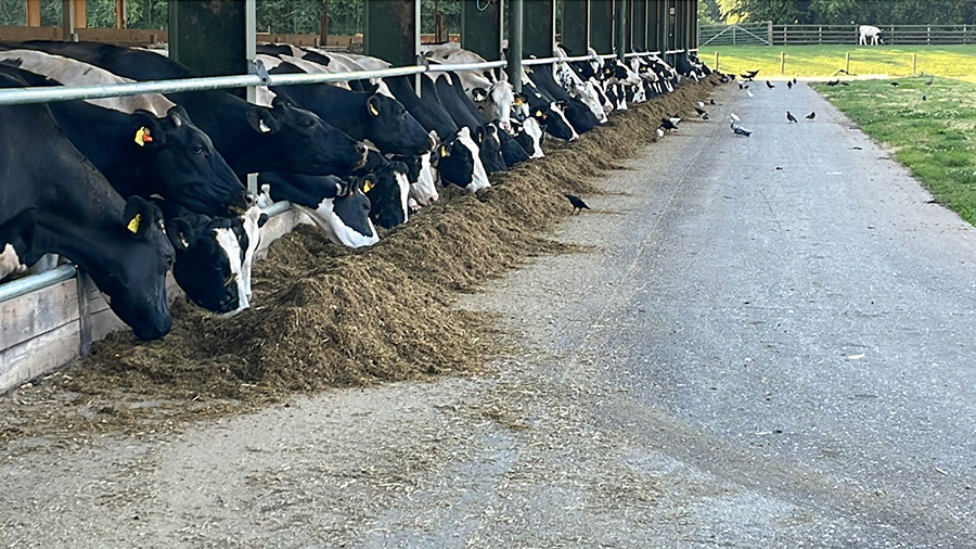 Cows at Harper Adams, winners of the NMR RABDF Gold Cup
