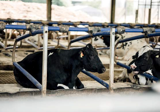 Cows lying in cubicles at Harper Adams, winners of the NMR RABDF Gold Cup