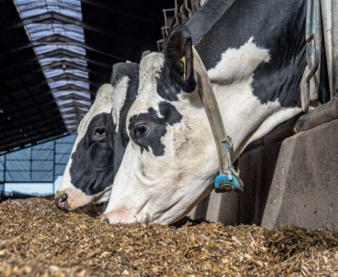 Cows at Treveale Farm
