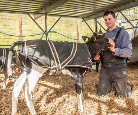 Calf being fed colostrum at Treveale Farm