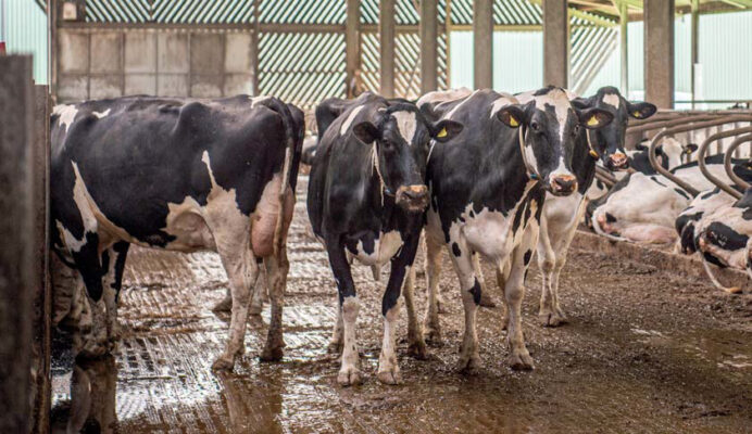 Cows in the cubicle shed at Treveale Farm