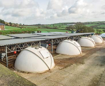 Calf igloos at Treveale Farm