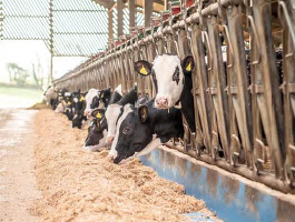 Cows feeding in the self-locking yokes