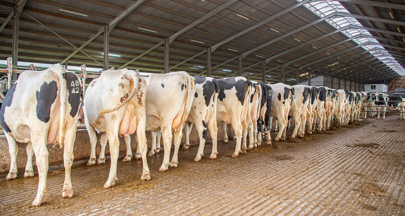 The cow shed at Treveale Farm, winners of the NMR/RABDF Gold Cup