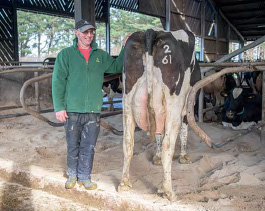Paul Broad standing beside a cow in the cubicle shed