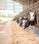 Cows at the feed barrier
